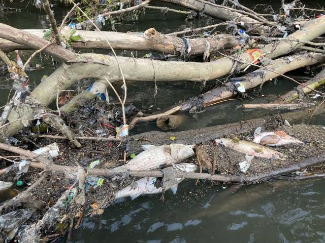 Atlanta metro downpour leads to massive fish kill on the Chattahoochee River