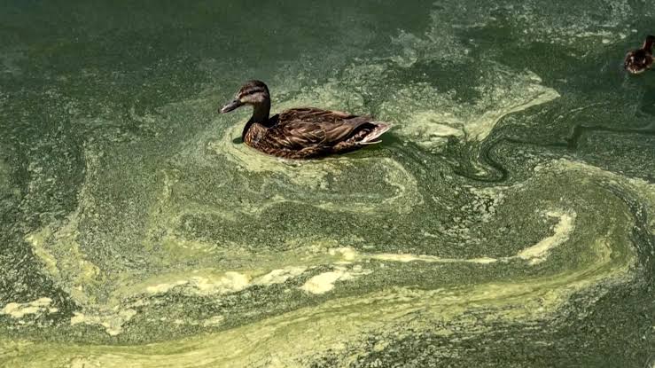 Bethesda man and former Olympian arrested for taking paint from Reflecting Pool