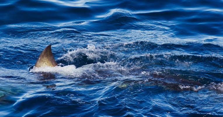Shark kills spearfisher in front of friends in Australia: "Terrifying thing to see"
