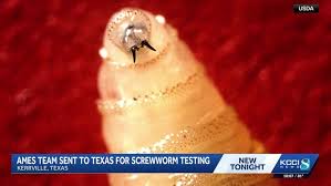 Ames USDA team helps Texas tackle screwworm outbreak