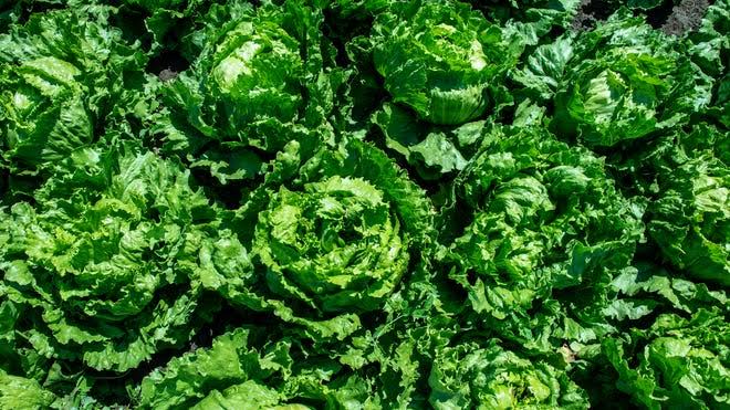 Mexico, RFK Jr., Taylor Farms weigh in on cyclospora outbreak