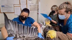 Big Bear bald eagle Jackie in critical condition as tests continue