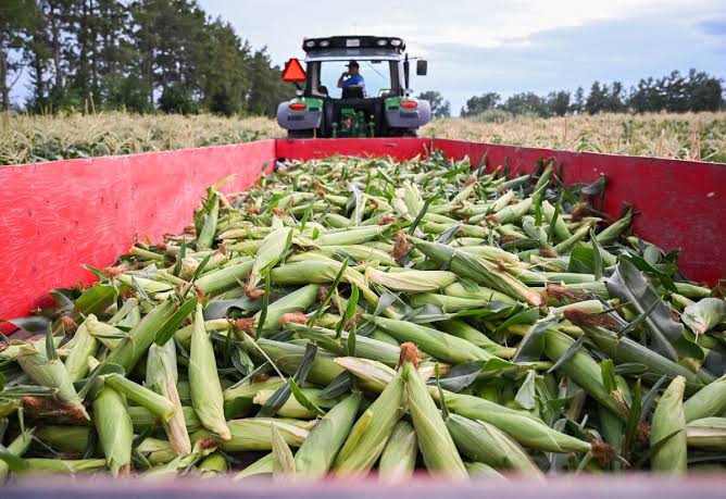 Corn Drops After US-Iran Halt Attacks as Traders Weigh US Heat