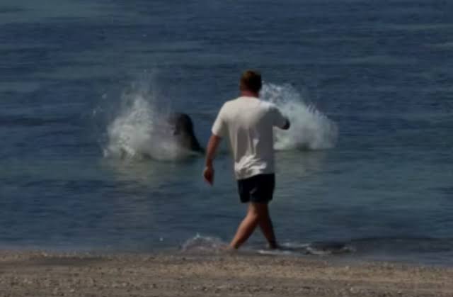 Tourist accused of hurling rock at endangered Hawaiian monk seal was trying to protect sea turtles, lawyer says