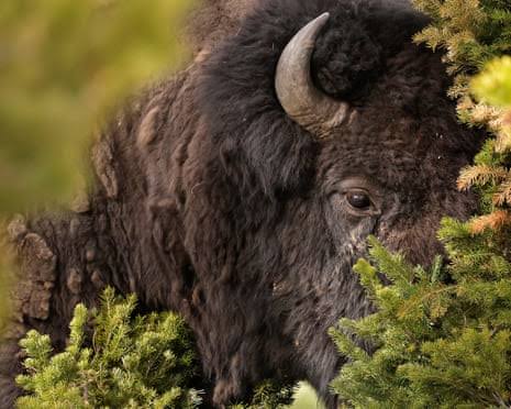 Bull bison tosses Yellowstone tourist 8ft in air, with run-in caught on video