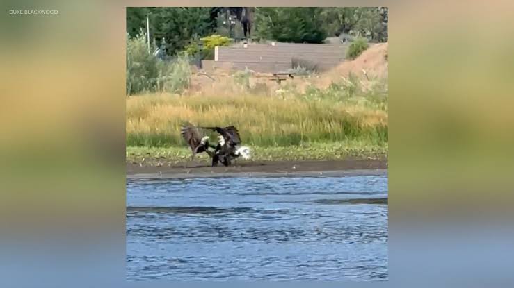 New video shows Jackie locked in fight with 2 other bald eagles
