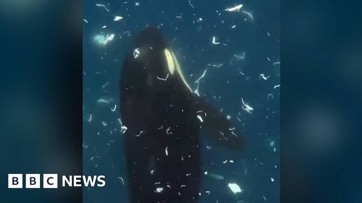 Watch: Orcas ram into fish so hard they explode