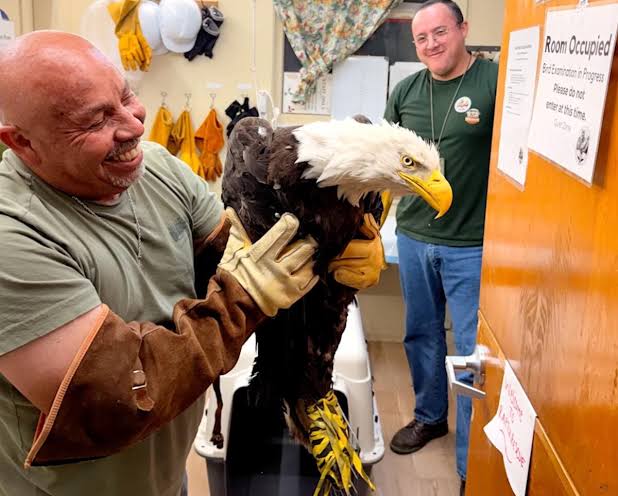 Found weak and disheveled, rescued eagle — probably Big Bear's Jackie — receiving care in Ojai