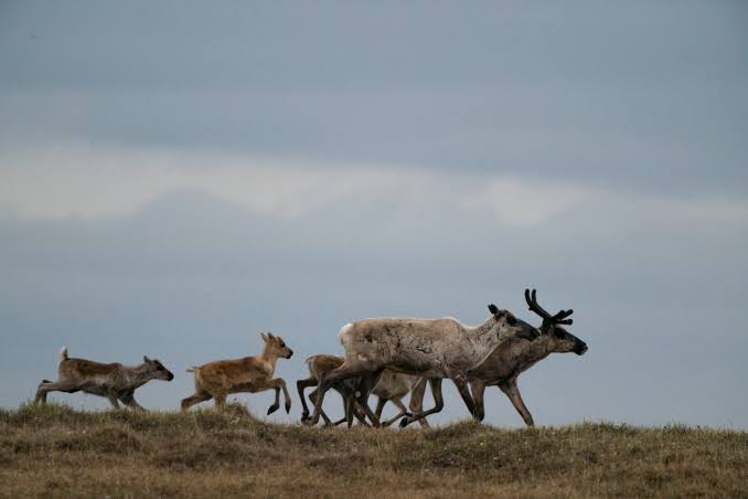 Major oil firms skip Trump’s auction of Arctic wildlife refuge drilling leases