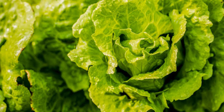 Michigan lifts lettuce warning as state’s cyclosporiasis cases fall