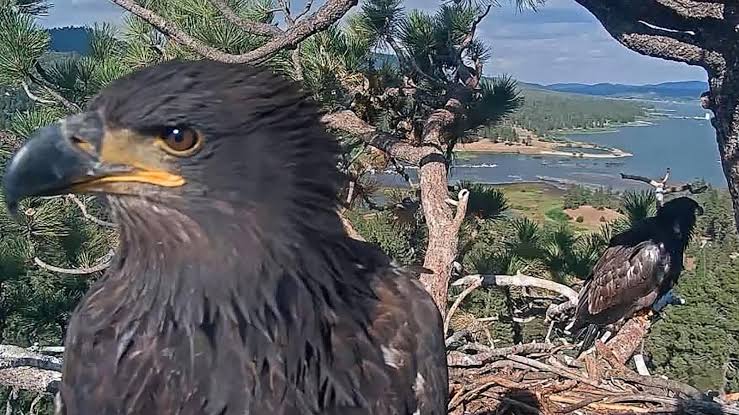 Viral bald eagle presumed to be Jackie in 'critical' condition after fight with other eagles