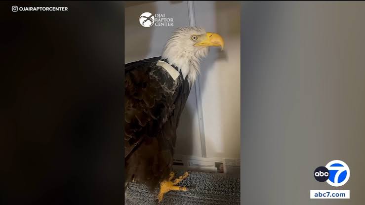 Big Bear bald eagle Jackie suffers setback while being treated for anemia, wildlife officials say