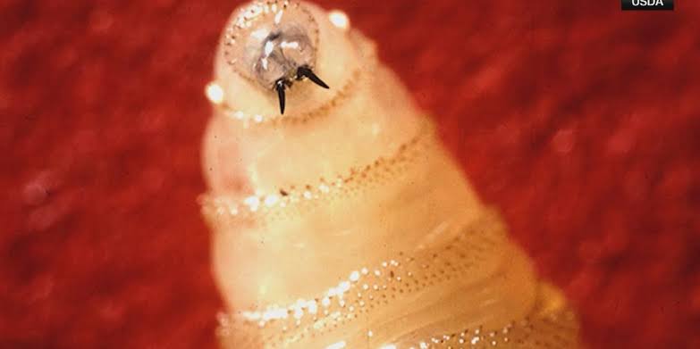 Louisiana restricts animal movement after flesh-eating screwworm reaches Texas