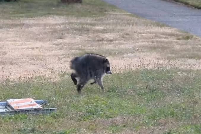 Jimothy the raccoon survived against the odds, a testament to sophisticated brains and devoted mothers