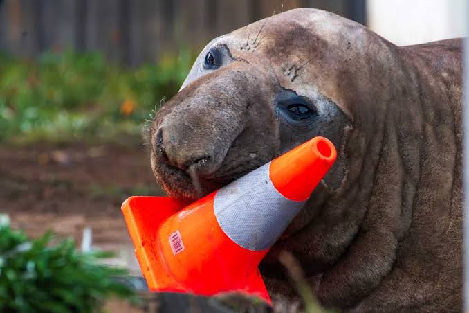 Australian officials ask fans to respect the privacy of Neil, a trouble-making seal