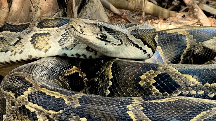 Invasive Burmese pythons have established a new hot spot in Florida, wildlife experts say
