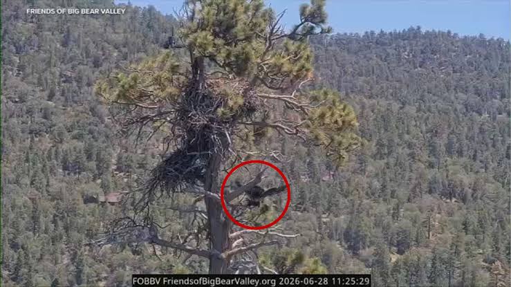 Jackie and Shadow's eaglet Sandy falls out of nest in accidental fledge in Big Bear