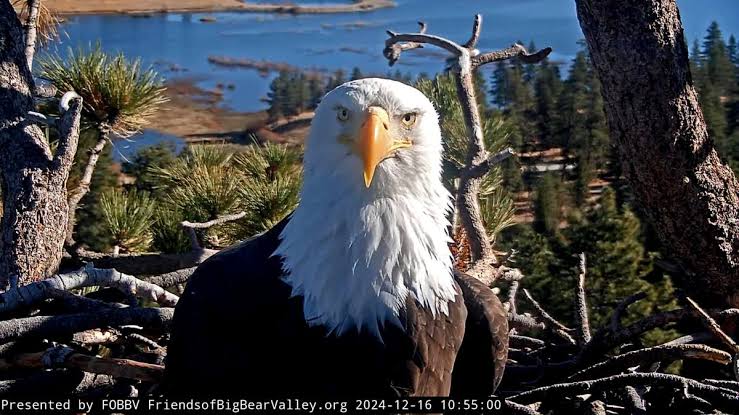 Celebrity bald eagle Jackie’s anemia worsens: ‘We wish we had better news’