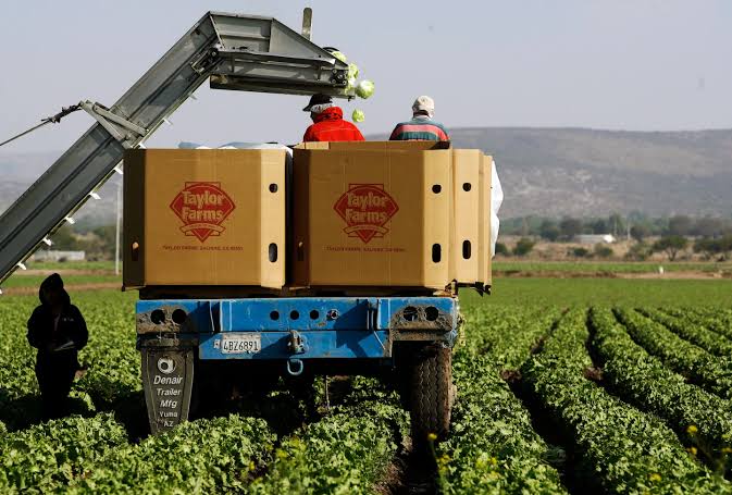 Taylor Farms to launch recall after iceberg lettuce is tied to outbreak