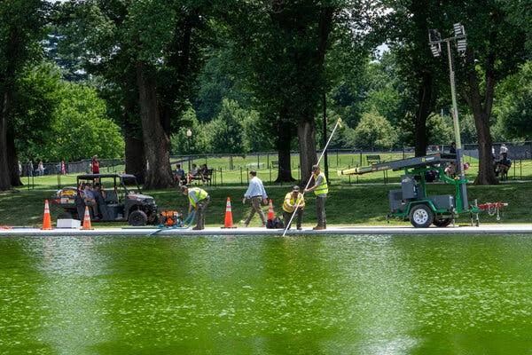 Algae Is Turning the Reflecting Pool Green. Again.