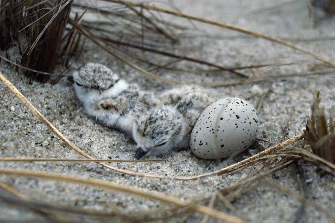 Why Trump’s move to gut the Endangered Species Act likely won’t hold up in court