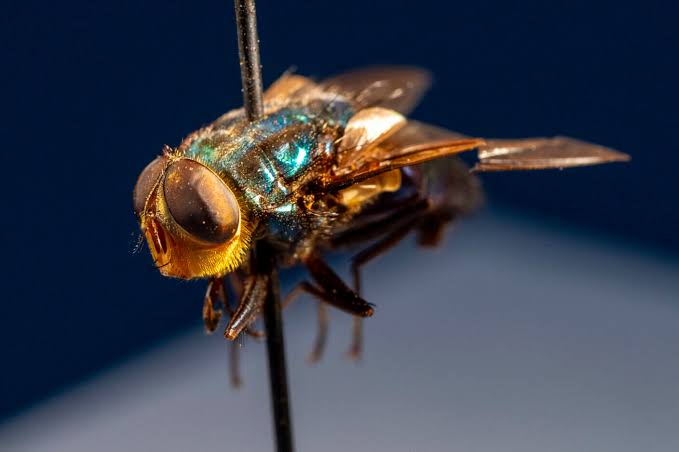 How to protect your pets from New World screwworm
