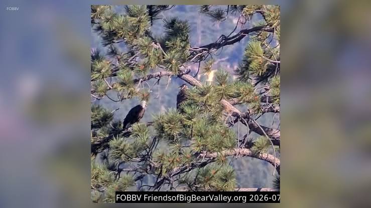 Shadow seen with other female bald eagle as Jackie receives life-saving transfusion