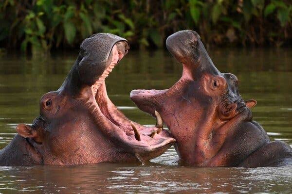 Indian Tycoon Offers Refuge to Pablo Escobar’s Condemned Hippos