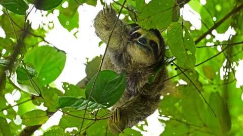 31 sloths die in Florida before opening of attraction