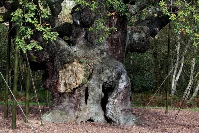 1,200-year-old Robin Hood oak tree in Sherwood Forest has died, group says: "Heartbreaking for everyone"