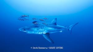 Great white shark captured on video in Mediterranean Sea in "insane" sighting