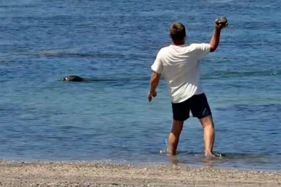 Tourist arrested after video shows a rock hurled at an endangered Hawaiian monk seal’s head
