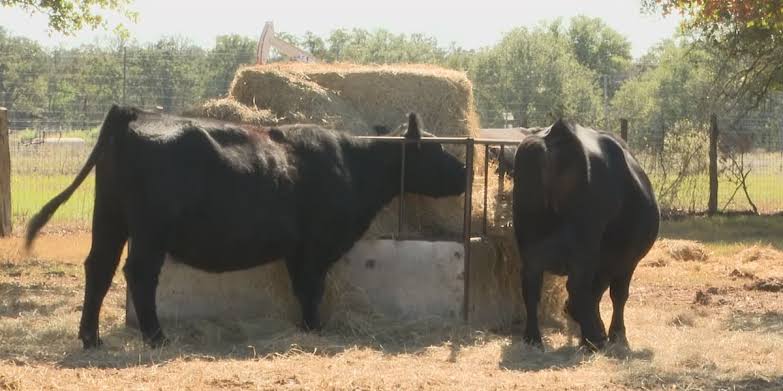 New world screwworm spreads across Texas, threatening livestock and beef prices