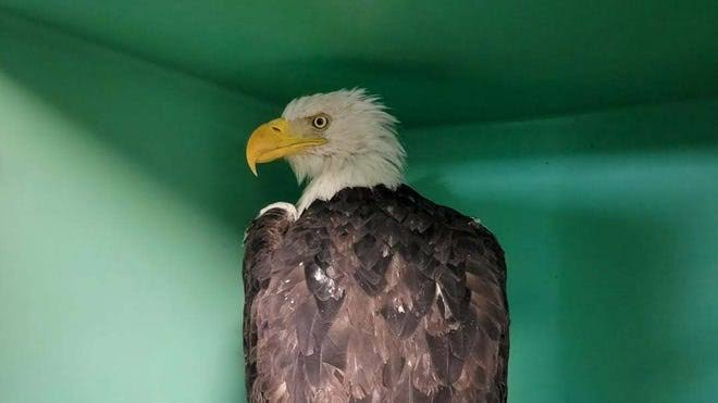 Jackie's care team shares health update on beloved bald eagle