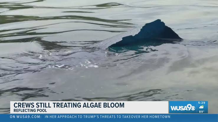 Floating paint pieces and algae bloom raising concerns at newly repainted Reflecting Pool
