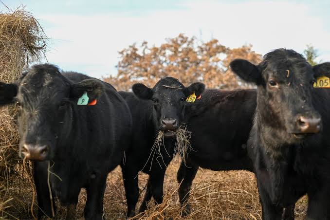 Deadly Screwworm Parasite Found in US Threatens Cattle Herd