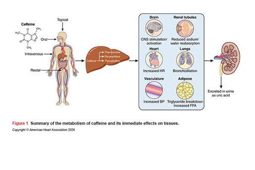Caffeine and Cardiovascular Disease