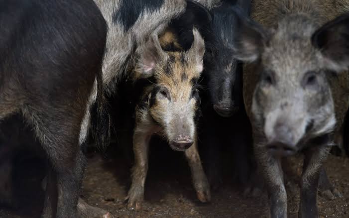 What Happens If Screwworm Hits Feral Hogs? We (Really) Don’t Want to Find Out.