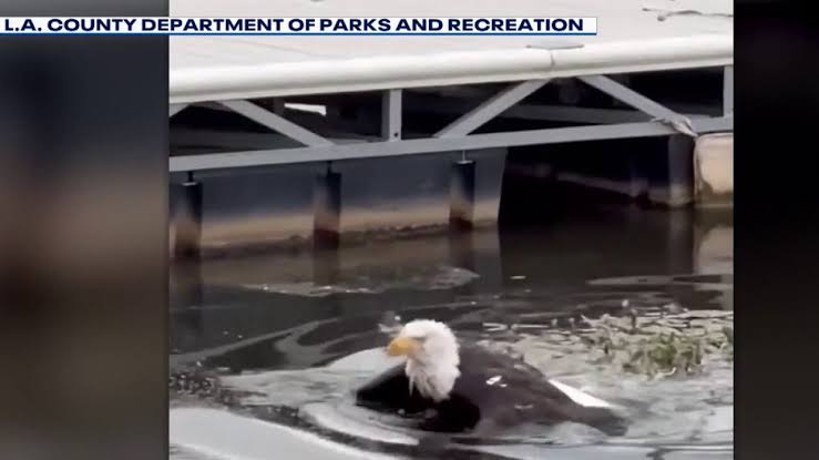 Bald eagle believed to be Jackie recovering