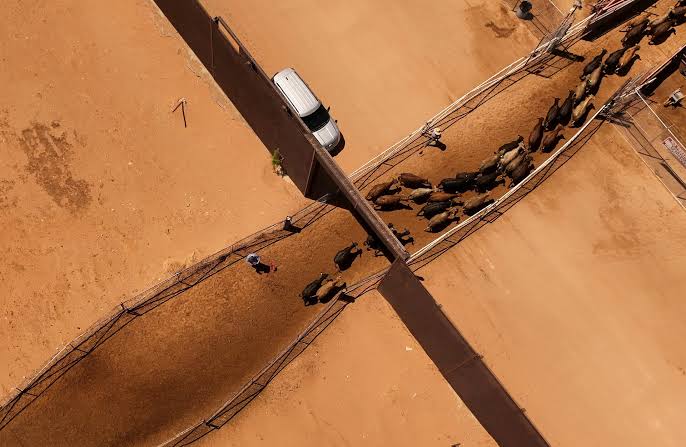 US says it will lift ban on imports of Mexican cattle