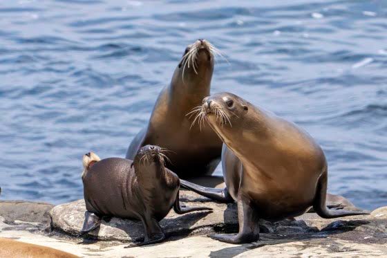 Federal officials investigating after video appears to show man kicking a sea lion on a California beach