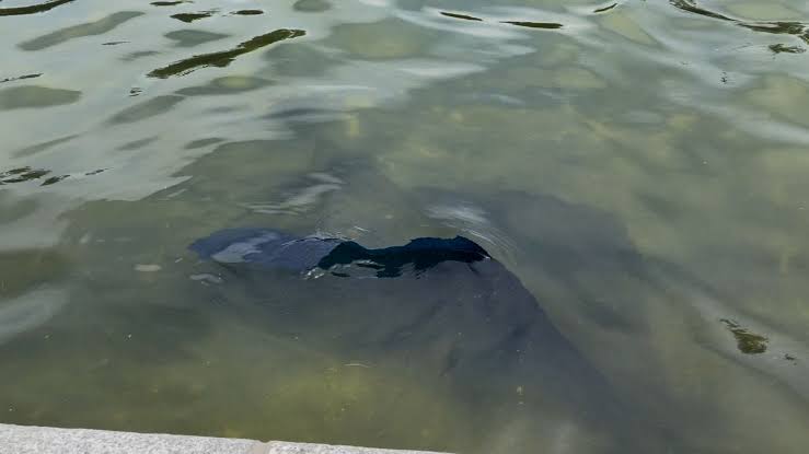 Blue material peeling off bottom of Reflecting Pool, days after costly renovation