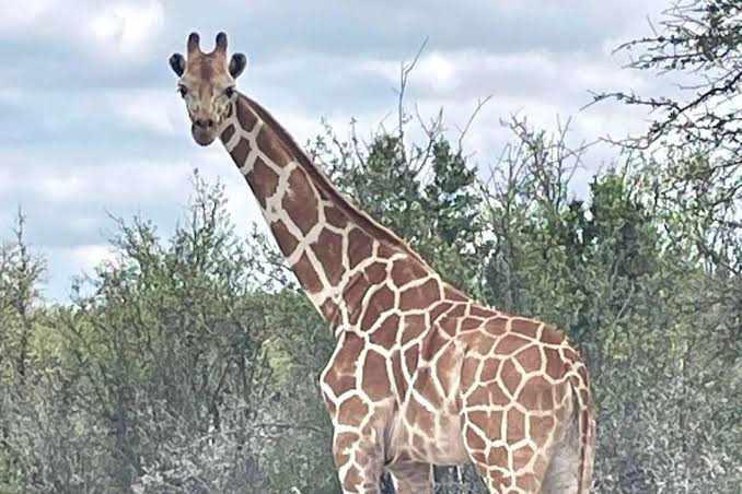 Yes, there's a giraffe on the loose in Texas right now