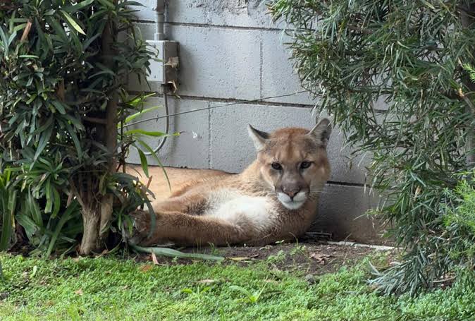 Mountain lion found lounging in Pasadena captured by wildlife officials