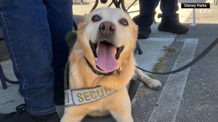 Benny, the Disneyland security dog, retires after 6 years of service