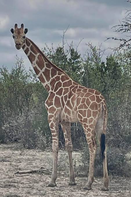 A Giraffe Named Gracie Is Missing in Texas