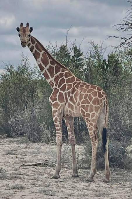 Gracie the Giraffe, who went missing after wandering off a Texas ranch, is finally found