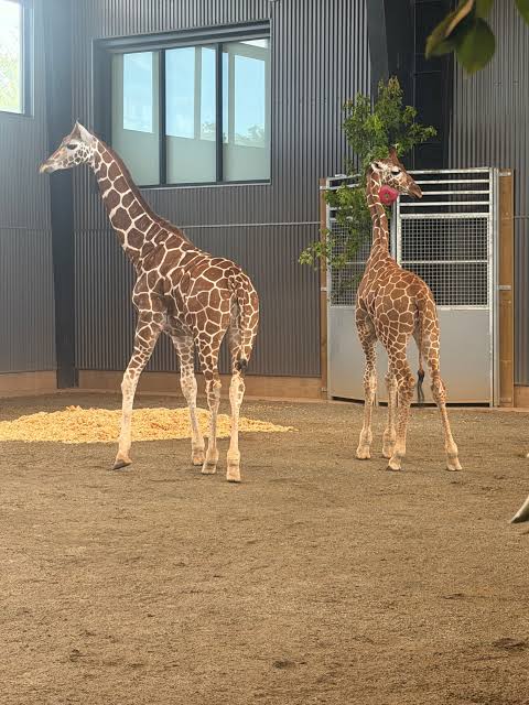 Two baby giraffes found safe after vanishing from a Virginia zoo a year ago