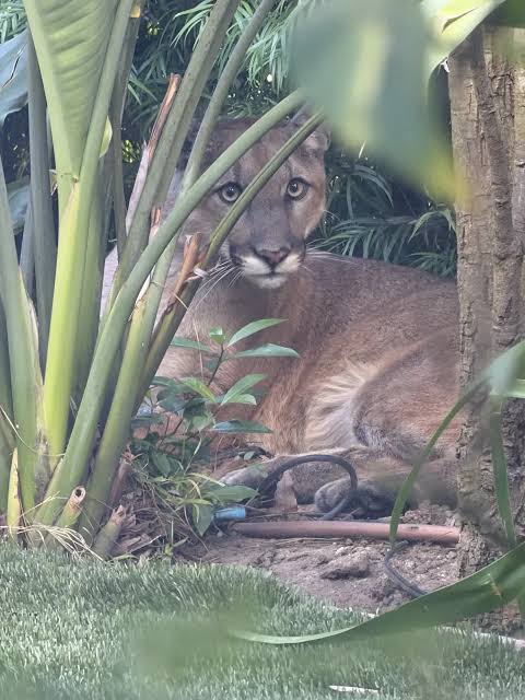 UPDATE: Big Cat "immobilized"