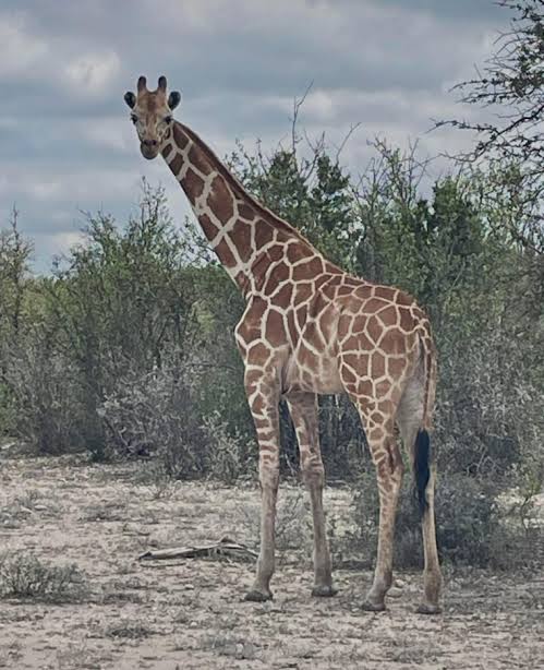 Searchers are on high alert for a missing giraffe in Texas